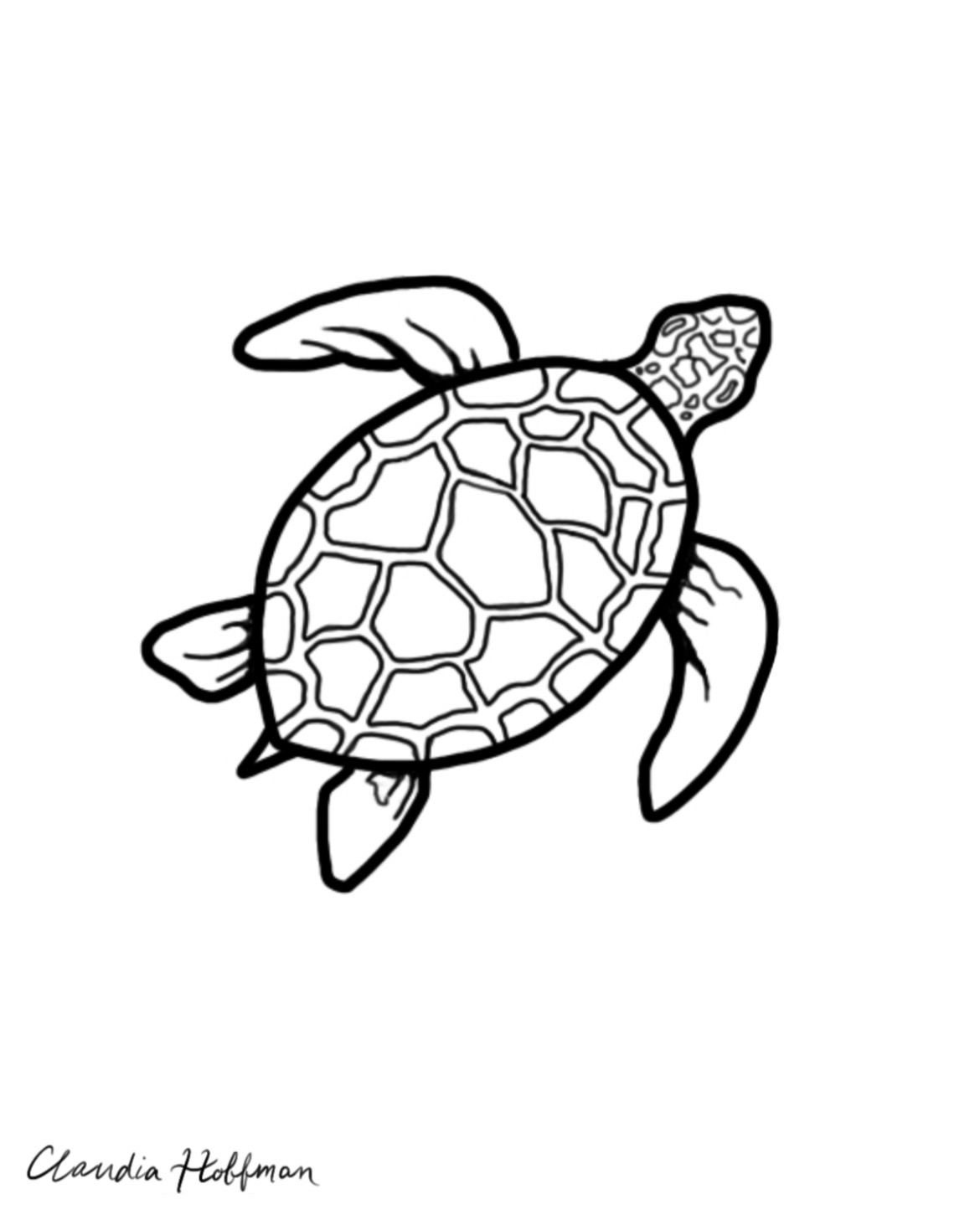 turtle